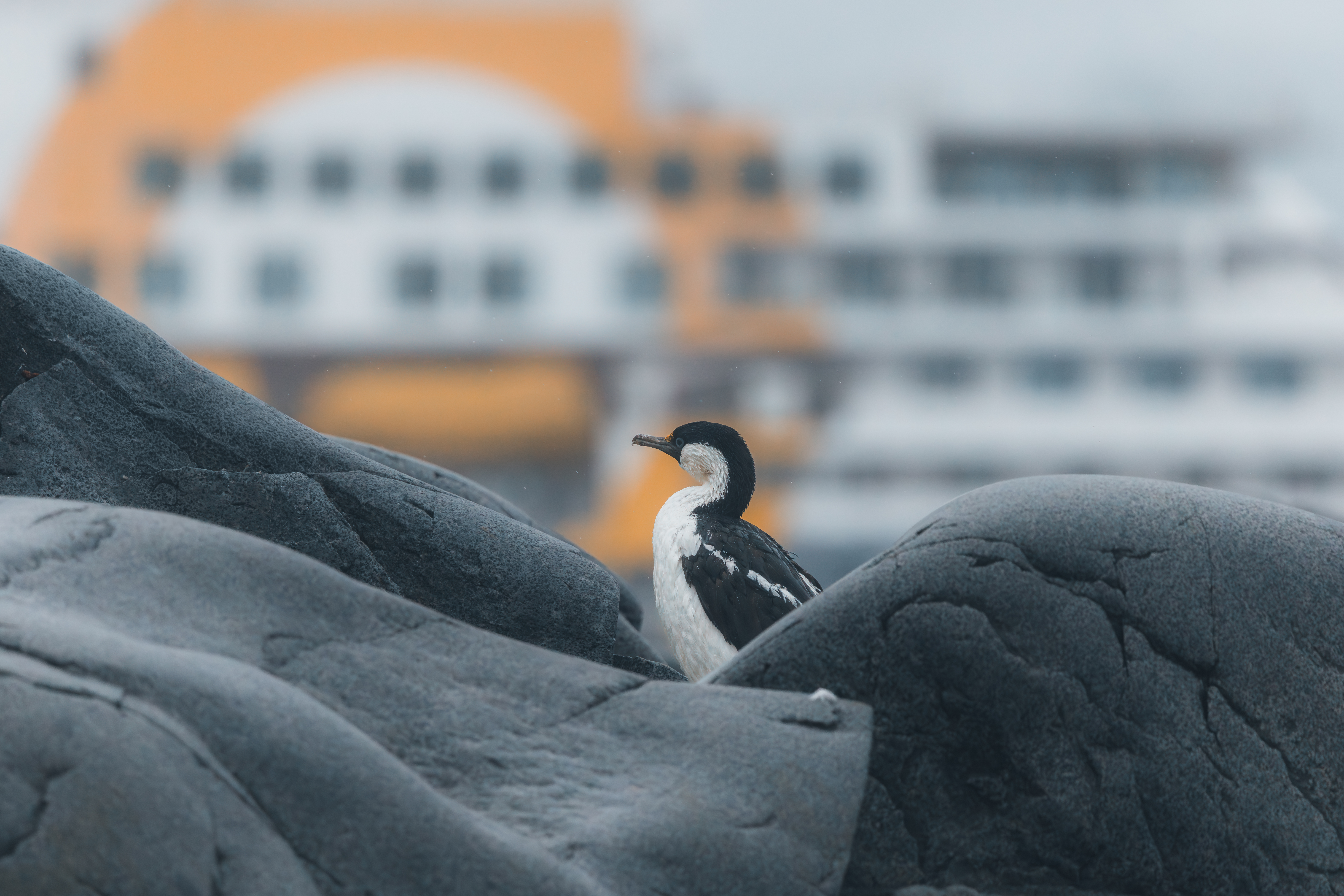 Black and white seabird resting on rocks with an expedition ship behind it