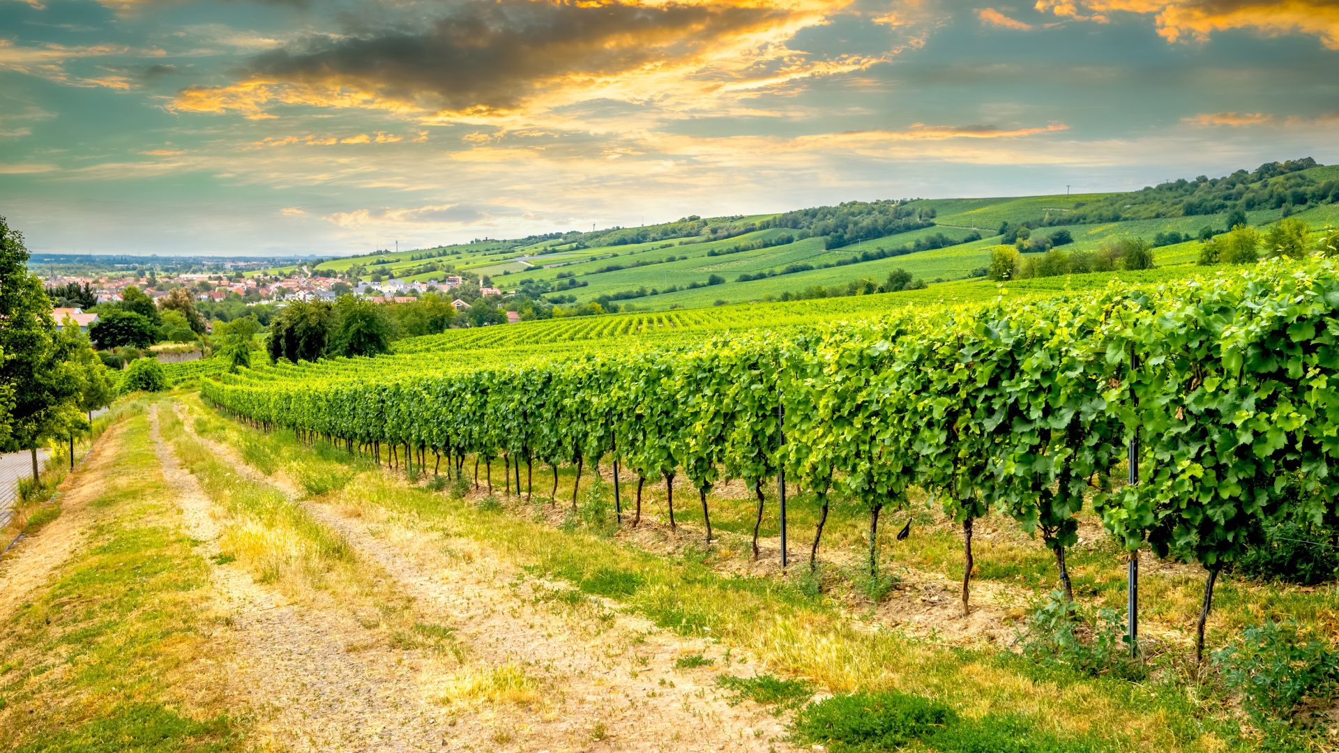 Vineyard river scenery